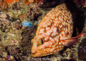 Coral grouper by Pierre Mineau 